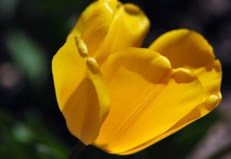 Yellow tulips - tulips, green, love, flower