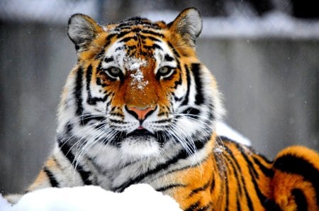 ROYAL BEAUTY - wild cat, predator, the siberian tiger, tiger