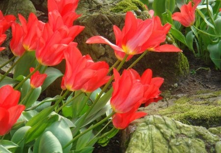 Red beautiful tulips. - leaves, green, love, red