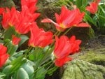 Red beautiful tulips.