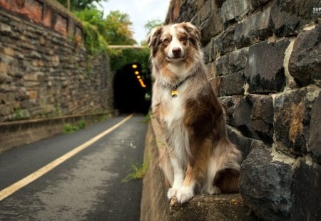 ~Sittin' Pretty~ - side, animal, road, pet, tunnel, large, sitting, dog