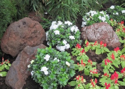 Dreaming about Spring in my garden 24 - white, red, garden, rocks, pomegranate, flowers, photography, green