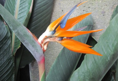 Dreaming about Spring in my garden 42 - garden, flowers, photography, orange, bird of paradise, blue, green