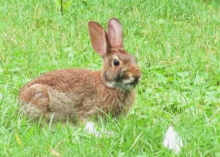 Fresh Grass for Dinner - nature, rabbitt, easter, animal, field, bunny, grass, spring