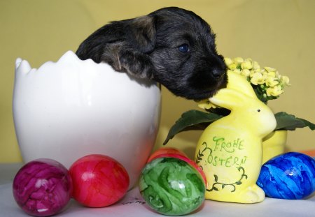 Happy Easter in German - eggs, rabbit, dog, still life, bunny, easter, flowers, easter eggs, holiday, puppy