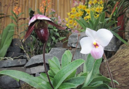 Dreaming about Spring in my garden 50 - Orchids, Flowers, yellow, lkeaf, photography, pink, orange, grey, white, green, garden, red wine, rocks