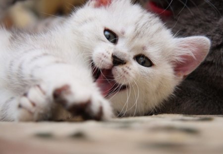 Cat - sleepy, cute, beautiful, cat, sleeping, kitty, cats, hat, cat face, paws, face, animals, pretty, beauty, sweet, kitten, lovely