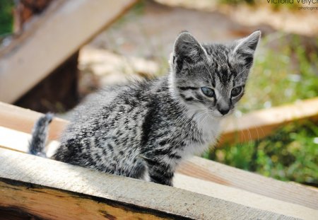 Cat - sleepy, cute, beautiful, cat, sleeping, kitty, cats, hat, cat face, paws, face, animals, pretty, beauty, sweet, kitten, lovely