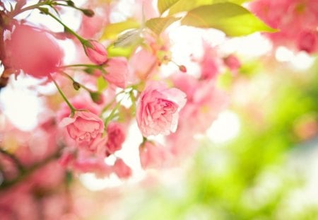 Spring flowers - petals, pink, flowers, spring, blooms