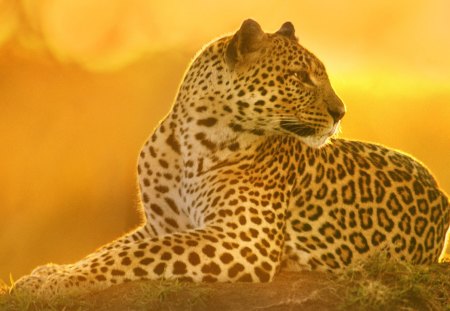 *** Leopard *** - leopard, wild, animals, cats, animal