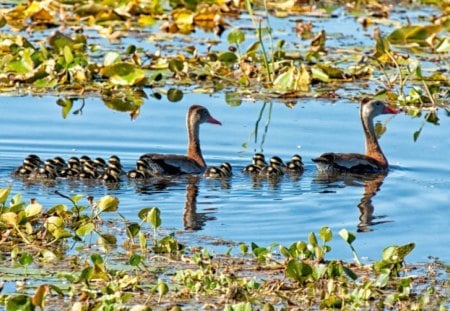 a family going out to eat - lake, babies, docks, plants