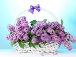 *** Basket of lilac ***