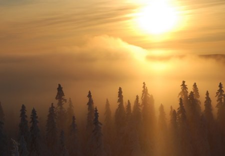 extreme fog over forest in winter - sunrise, winter, forest, fog