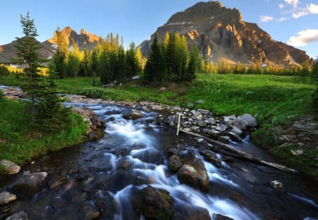 wonderful mountain stream - trees, stream, meadow, mountains, grass, rocks