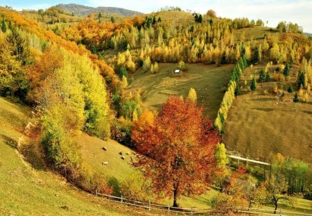 amazing hilly pastures - hills, sheep, autumn, pastures, forest