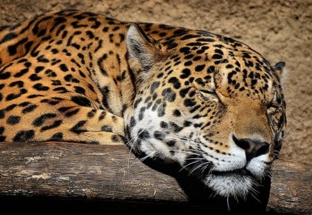 *** Jaguar *** - cats, animal, animals, waild