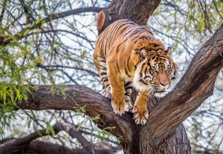 *** Tiger *** - animal, animals, cats, waild