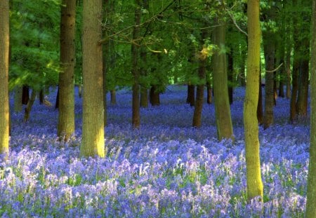 beautiful forest lavender - flowers, forest, nature, lavander