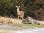 Doe near Beaver Dam