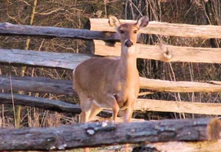 Doe near Elkhorn Tavern - nature, fields, outdoor nature, deer