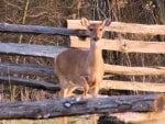 Doe near Elkhorn Tavern