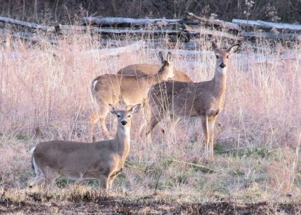 Hello - nature, fields, deer, photography