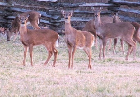 The three amigos - nature, deer, photography, fields