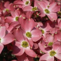 Great smoky flowers