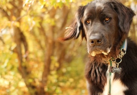 Dog - face, pretty, playful dog, cute, animals, beauty, beautiful, sweet, puppy, bubbles, playful, dogs, puppies, pay, lovely, dog face