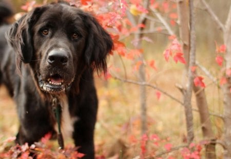 Dog - face, pretty, playful dog, cute, animals, beauty, beautiful, sweet, puppy, bubbles, playful, dogs, puppies, pay, lovely, dog face