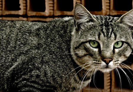 Cat - sleepy, cute, beautiful, cat, sleeping, kitty, cats, hat, cat face, paws, face, animals, pretty, beauty, sweet, kitten, lovely