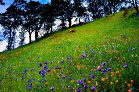 Flowery meadow - meadow, pretty, beautiful, flowers, slope, wildflowers, delight, fresh, sky, freshness, nice, lovely, field, trees, nature, mountain