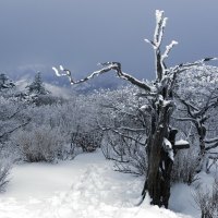 Snow in the forest