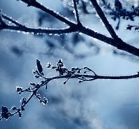 Snow covered branches