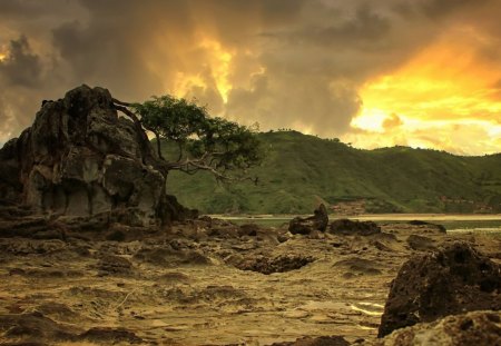 tree on the mountain - stone, tree, mountain, sun