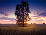 lonely tree in the field