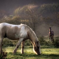 horses grazing in autumn