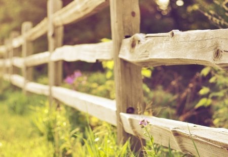 Summer fence - tracks, sunny, summer, road, grass, fence, wooden, green, rail, foliage