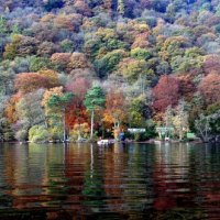 Painted Trees