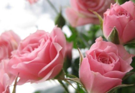 Pink Roses - bouquet, flowers, roses, pink