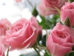 Pink Roses