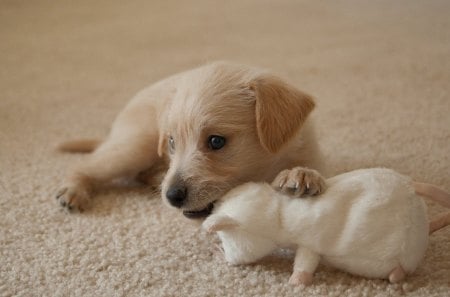 Puppy with toy - pet, carpet, cute, adorable, puppy, toy