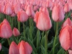 Field of Tulips