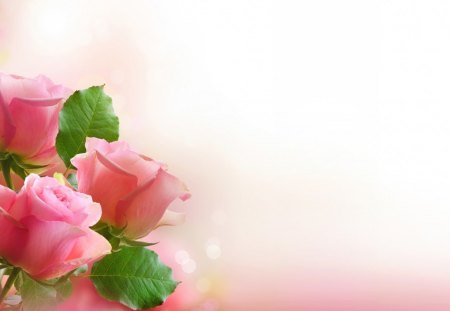 Pink Roses - pretty, roses, beautiful, pink, flowers, mist