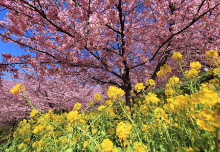 Spring moods - mustard, blossoms, pink, spring, yellow, cherry