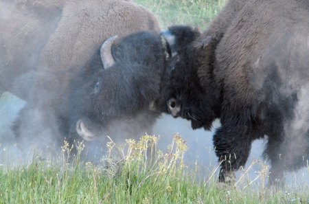 Fight for your love - fight, dust, bison, wild life