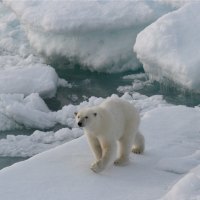 Polar bear on a ice floe