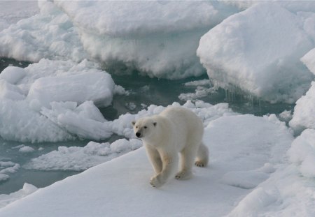 Polar bear on a ice floe - bear, ice, water, polar bear, ice floe, wild life