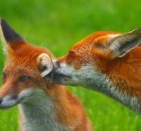 Foxy love