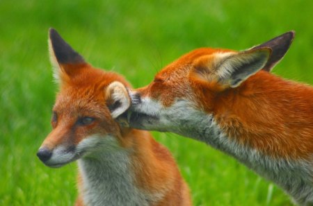 Foxy love - cute, couple, wild life, fox